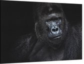 Silverback gorilla op zwarte achtergrond - Foto op Canvas - 45 x 30 cm