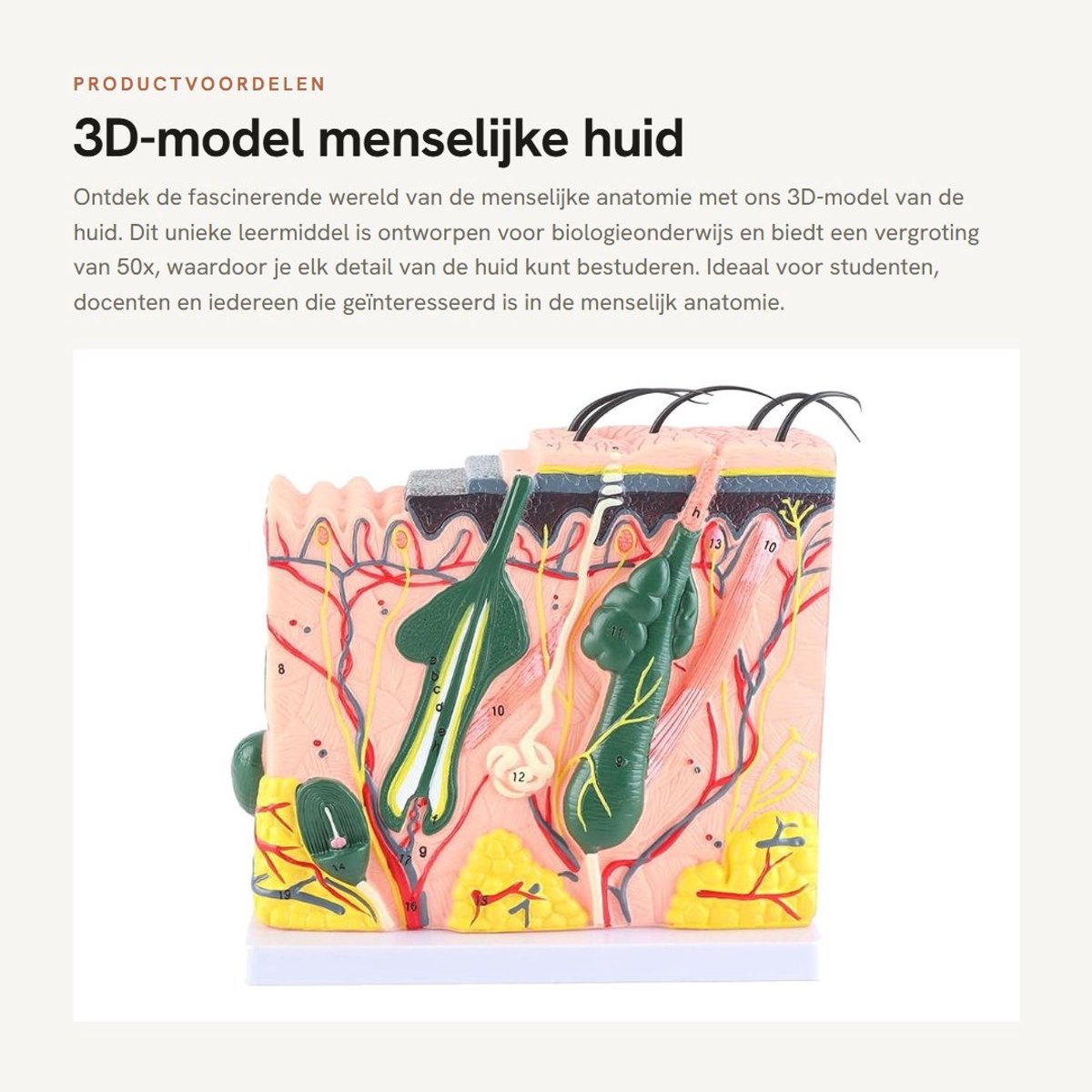 Dailygoods- 3D-model menselijke huid 50x vergroting - anatomie model