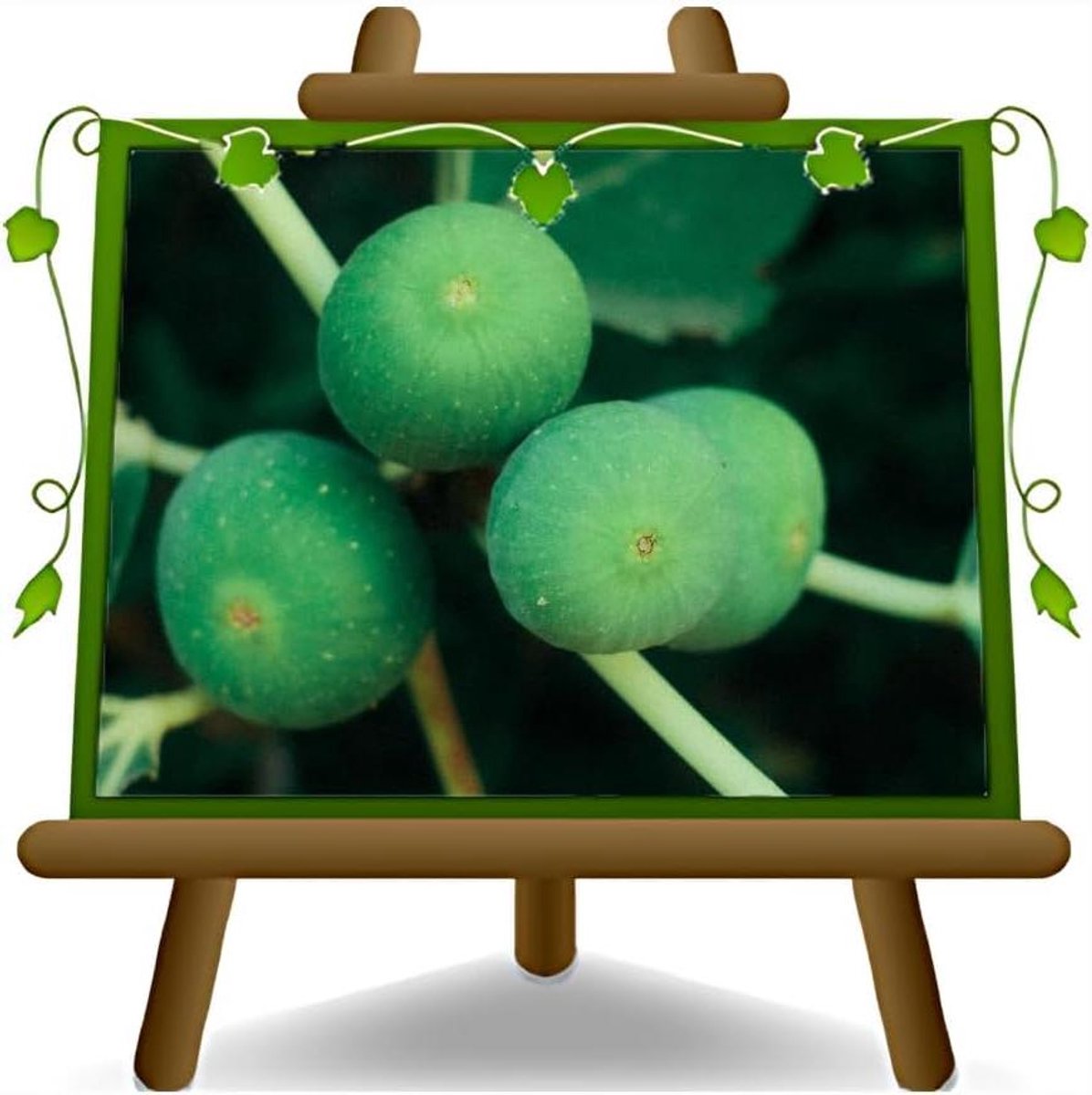 Vijgenboom - Fruitplant Vaste Plant - Fruit Kweken - Twee Jaar Gekweekt - Max 170 cm - Groen