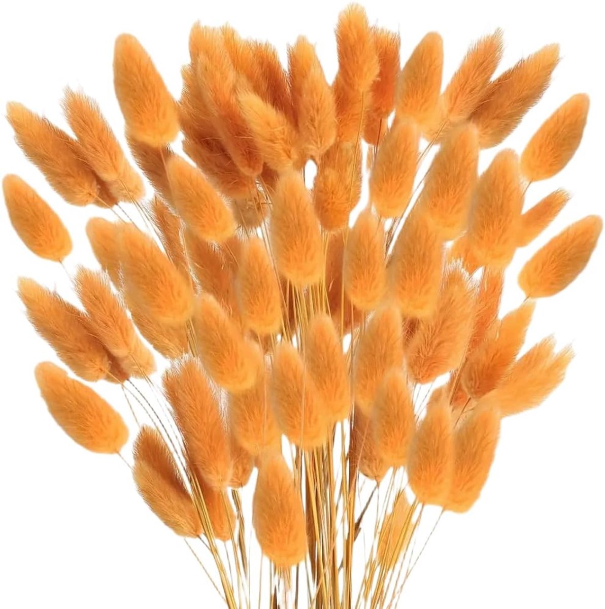 Gedroogd pampasgras - konijnenstaart - gras - 60 stuks - natuurlijke droogbloemen - boeket - decoratie - kunst - groot - droogbloemen - pampasgras voor interieurdecoratie - fotografie - bruiloft - oranje