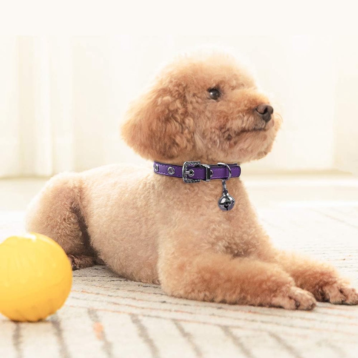 Halsbanden met gesp Bell Crystal Huisdier Ketting voor Meisje Kitty Puppy Kleine Honden Niet-vervagen Fit 7"-9"