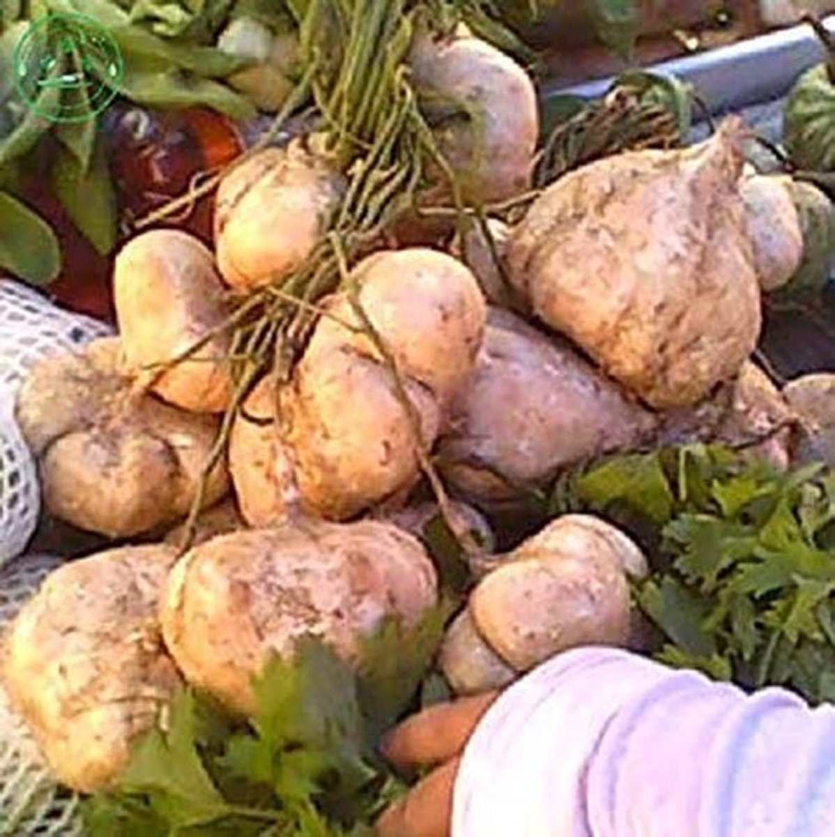 Elzusha - Zoete Aardappel Jicama Zaden 25+ Stuks - Makkelijk te Kweken