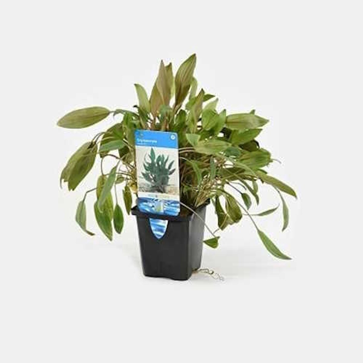 Moerings Cryptocoryne Wendtii groen | Waterkelk | in 9CM pot P9 Pot