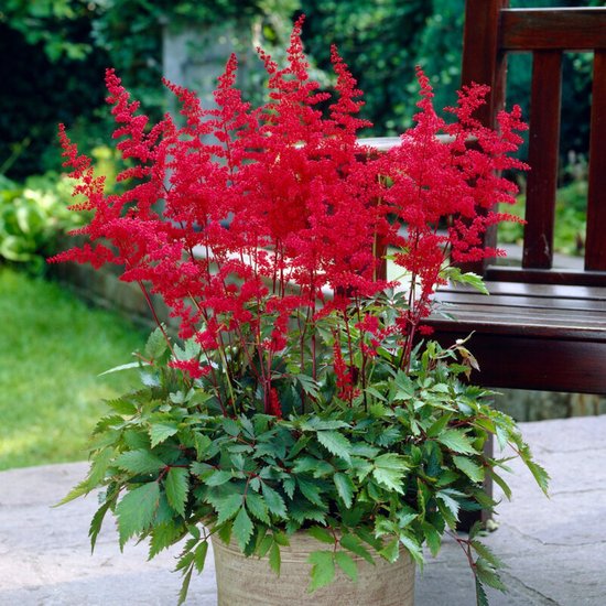 Pluimspirea (Astilbe) - Rood - Stilbe arendsii Spinel - Vaste planten - Bijen-Vlinders - Snijbloemen - Zomerbollen - bloeit in Juni / Juli / Augustus