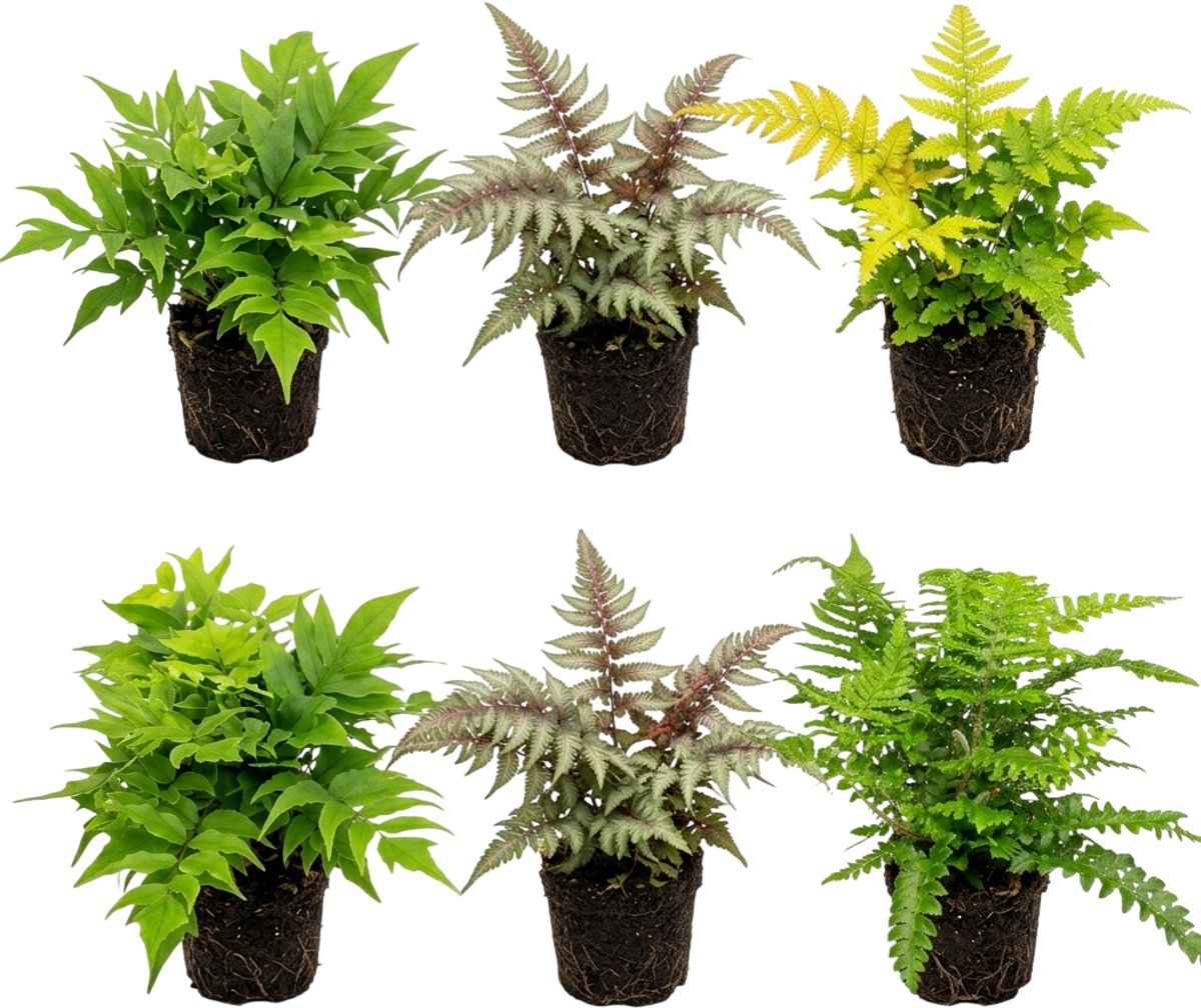 vdvelde.com - Buitenvaren Gemengd 6 Stuks P12 - Schaduwplant winterhard -Tuinvaren Mix Vijverrand - Vaste Plant Bodembedekker Rotsrand Tuin