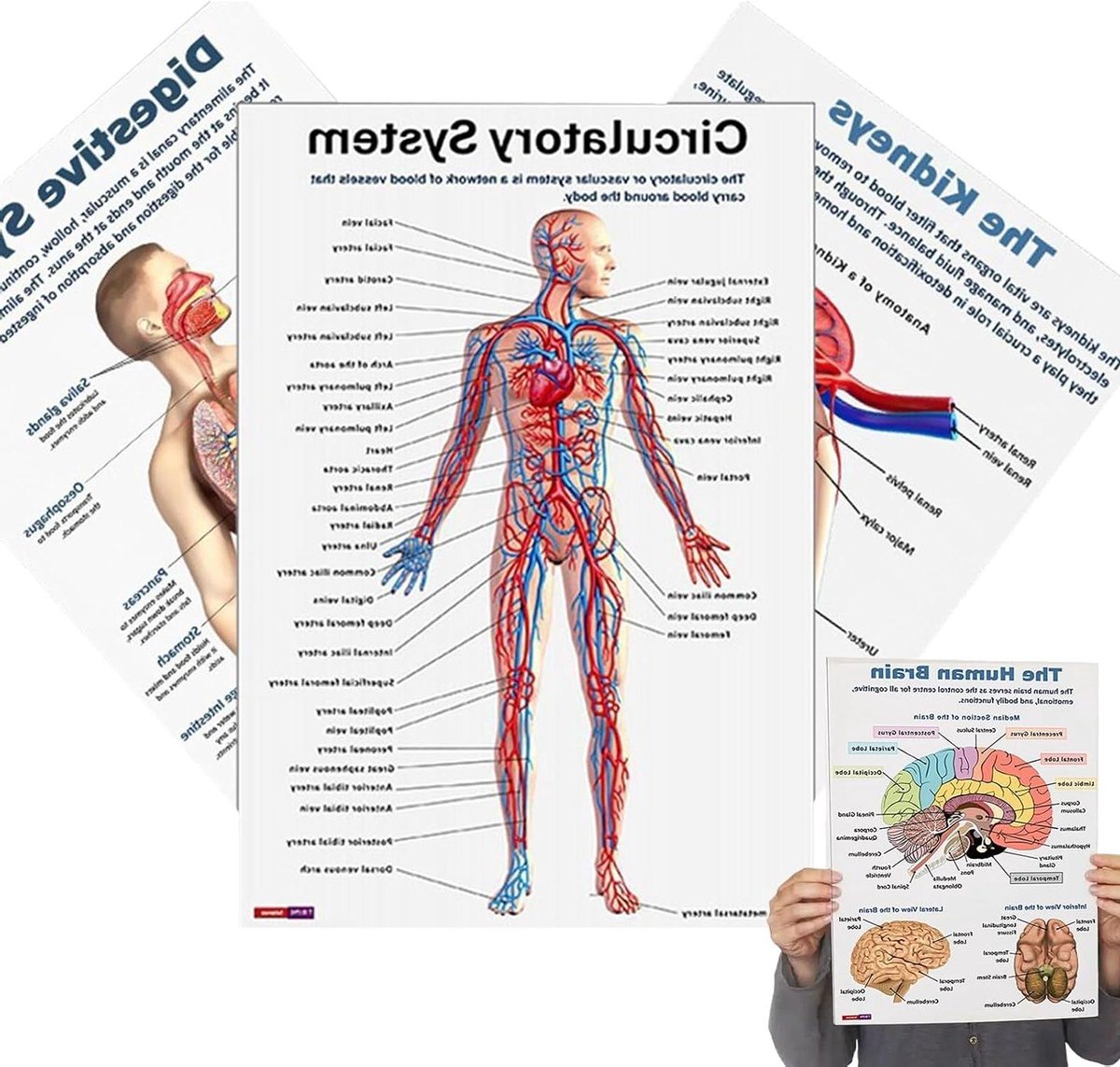 Anatomie Poster Set - Menselijke Lichaam Grafieken - Studie Hulp - Gedetailleerde Illustraties - 26 x 20.8 cm - Meerdere Kleuren