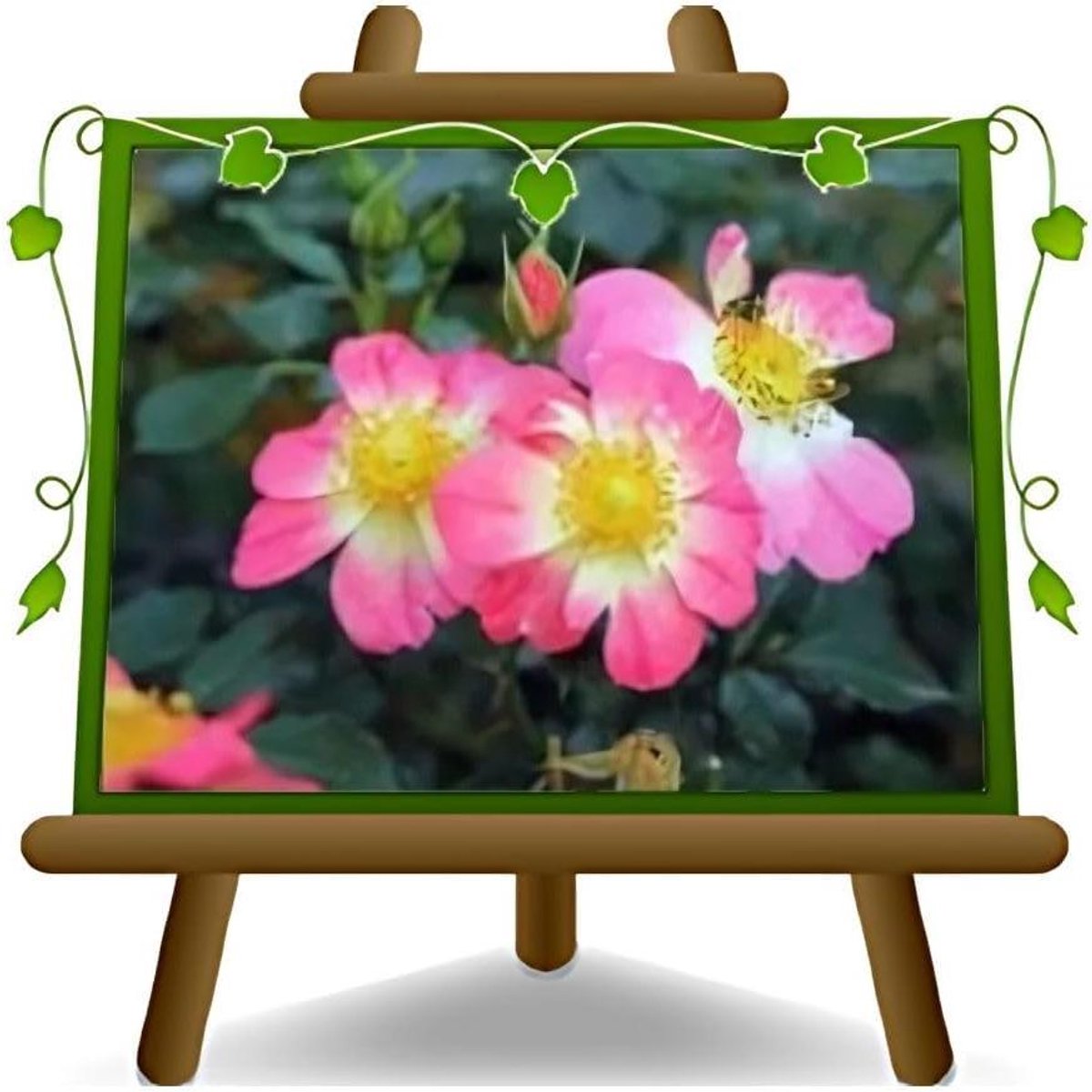 Bodembedekker Rozenstruik - Kruipende Rozen - Tuin Decoratie - Tweekleurige Bloem - Pot 6 liter - Zalm en Geel
