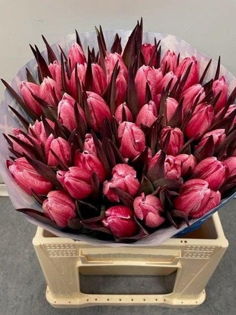 SnelShoppen - Verse Rode Tulpen - Bos van 50 Tulpen - Bijzonder Gekleurd - Direct van de Teler - 40 cm Lange Tulpen - Perfect voor Feesten en Tuin