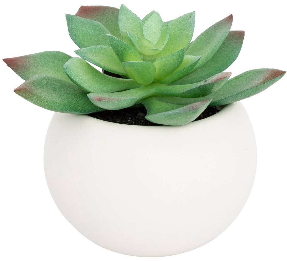 Vetplant in pot ANDA