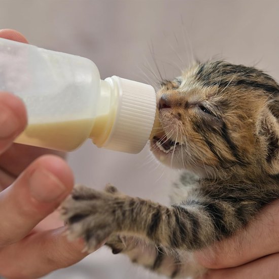 22-delige voedingsset voor kittens: een set voor het voeden van kittens die nog niet zelfstandig eten, inclusief spuitjes en zuigflesjes; geschikt voor pasgeboren kittens, puppy's, eekhoorns, konijnen en andere huisdieren — afbeelding 3