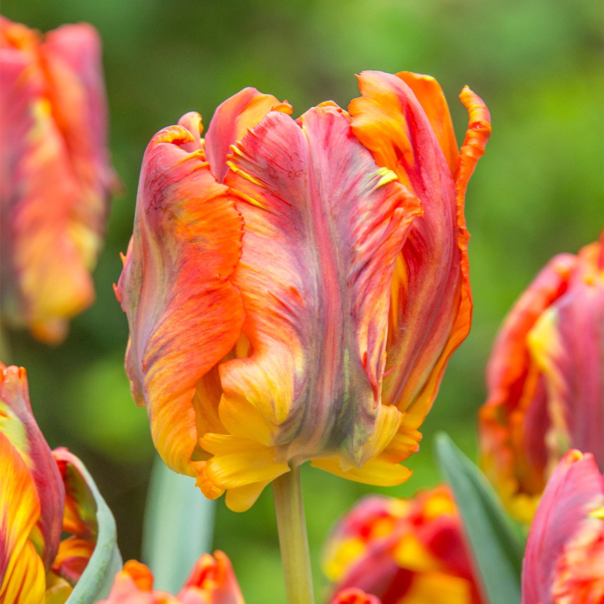 Tulp Rasta Parrot® | 10 stuks | Parkiet | Geel | Meerkleurig | Oranje | Groen |