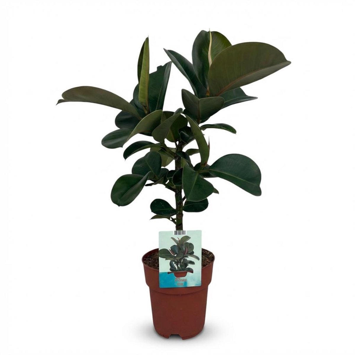 Plantenboetiek.nl | Rubberplant - Ficus Elastica Cloe - Groen - Weinig onderhoud - Ø19cm - 55-65cm hoog - Kamerplant - Groenblijvend