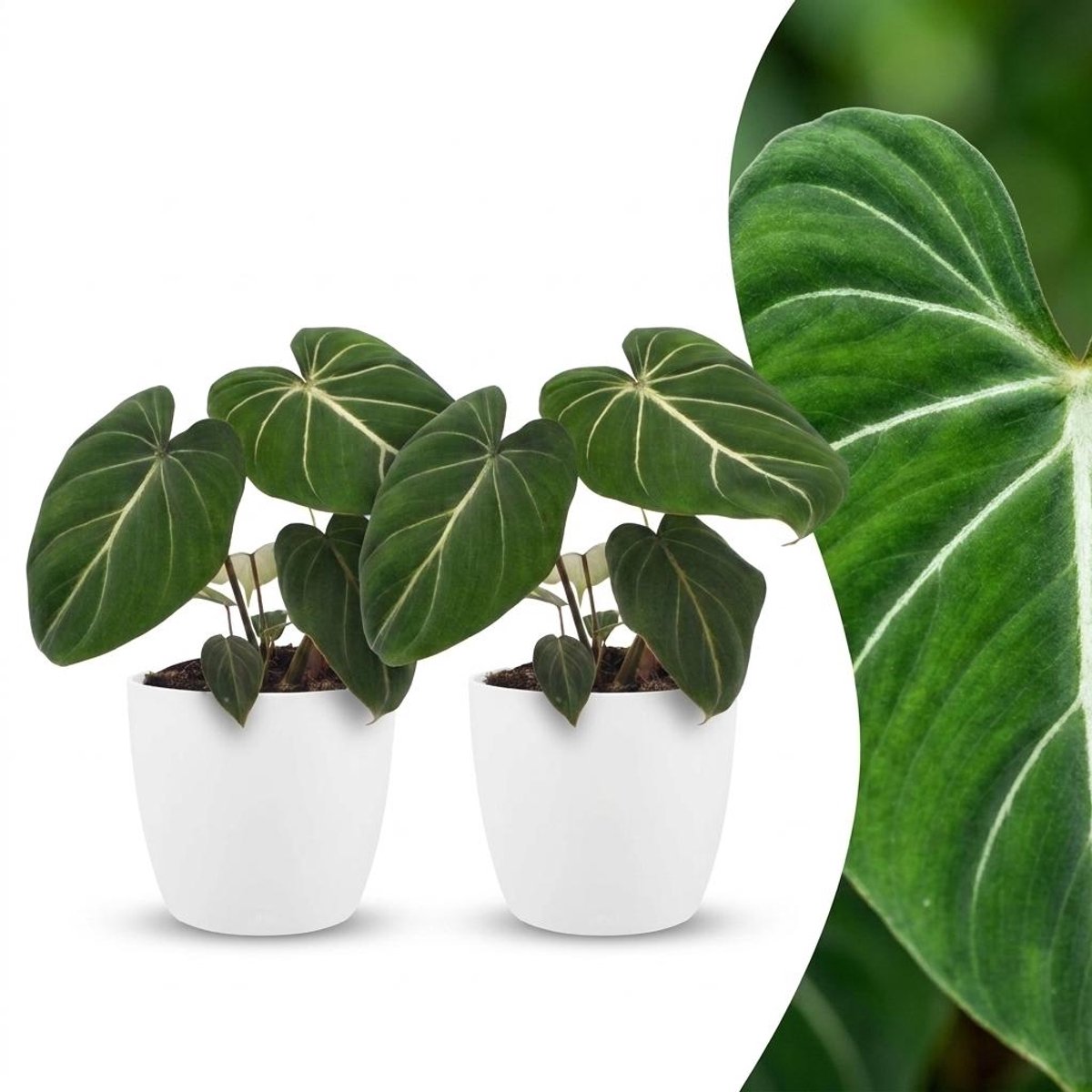 Plantenboetiek.nl | Philodendron Gloriosum - Glorie Philodendron - 2 Planten - met Potter Wit - Ø12cm - 25cm hoog