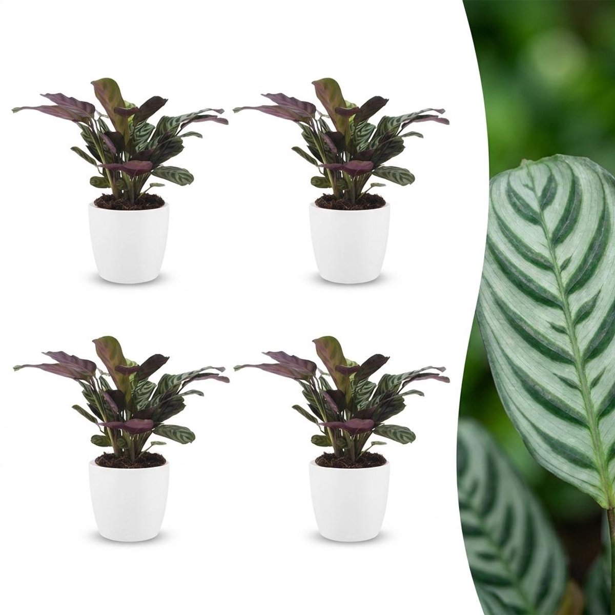 Plantenboetiek.nl | Ctenanthe Burle Marxii - Visgraatplant - 4 Planten - met Potter Wit - Ø12cm - 30cm hoog