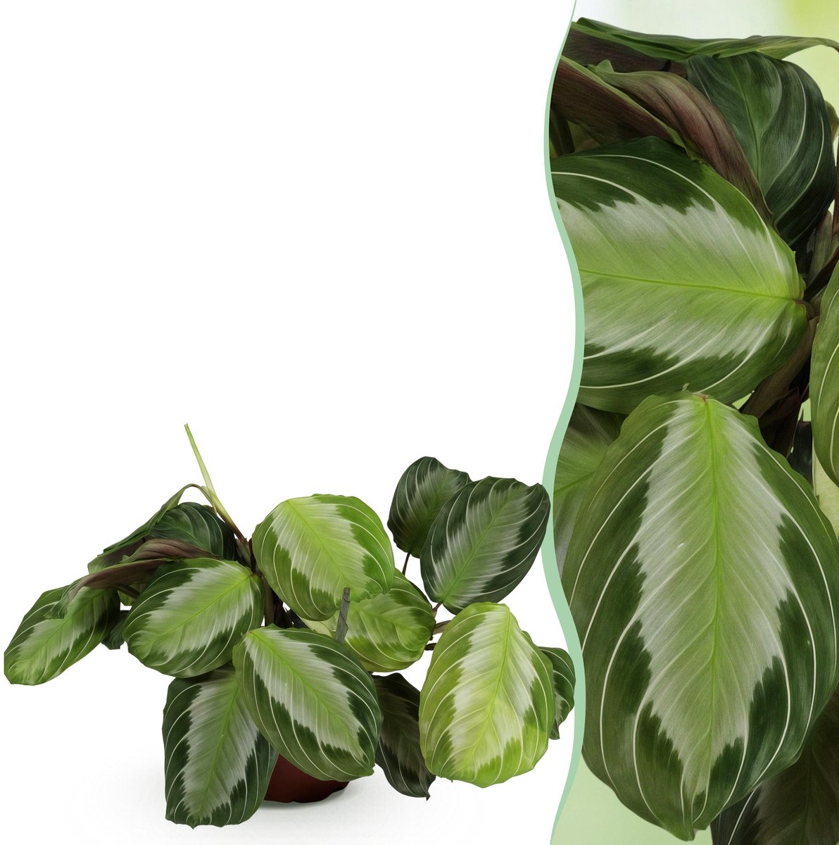 Plantenboetiek.nl | Maranta Fascinator Silverband - Gebedsplant - Huisdiervriendelijke Plant - Groen - Ø12cm - 25cm hoog - Kamerplant - Groenblijvend