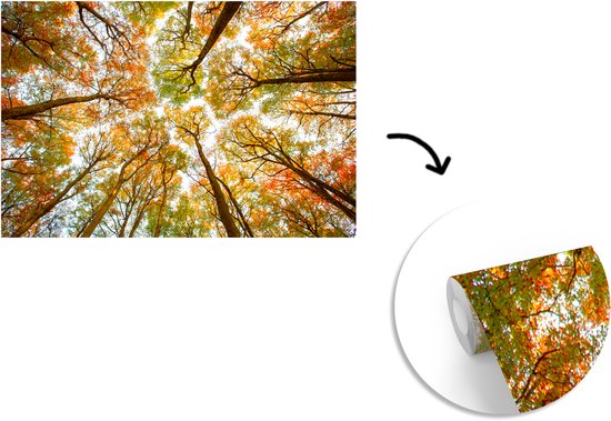 Papier peint - Papier peint photo Forêt - Arbres - Automne - Largeur 420 cm x hauteur 280 cm