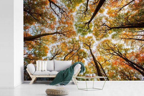Papier peint - Papier peint photo Forêt - Arbres - Automne - Largeur 420 cm x hauteur 280 cm