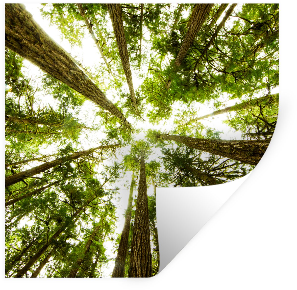 Muurstickers - Sticker Folie - Hoge groene bomen in jungle - 50x50 cm - Plakfolie - Muurst