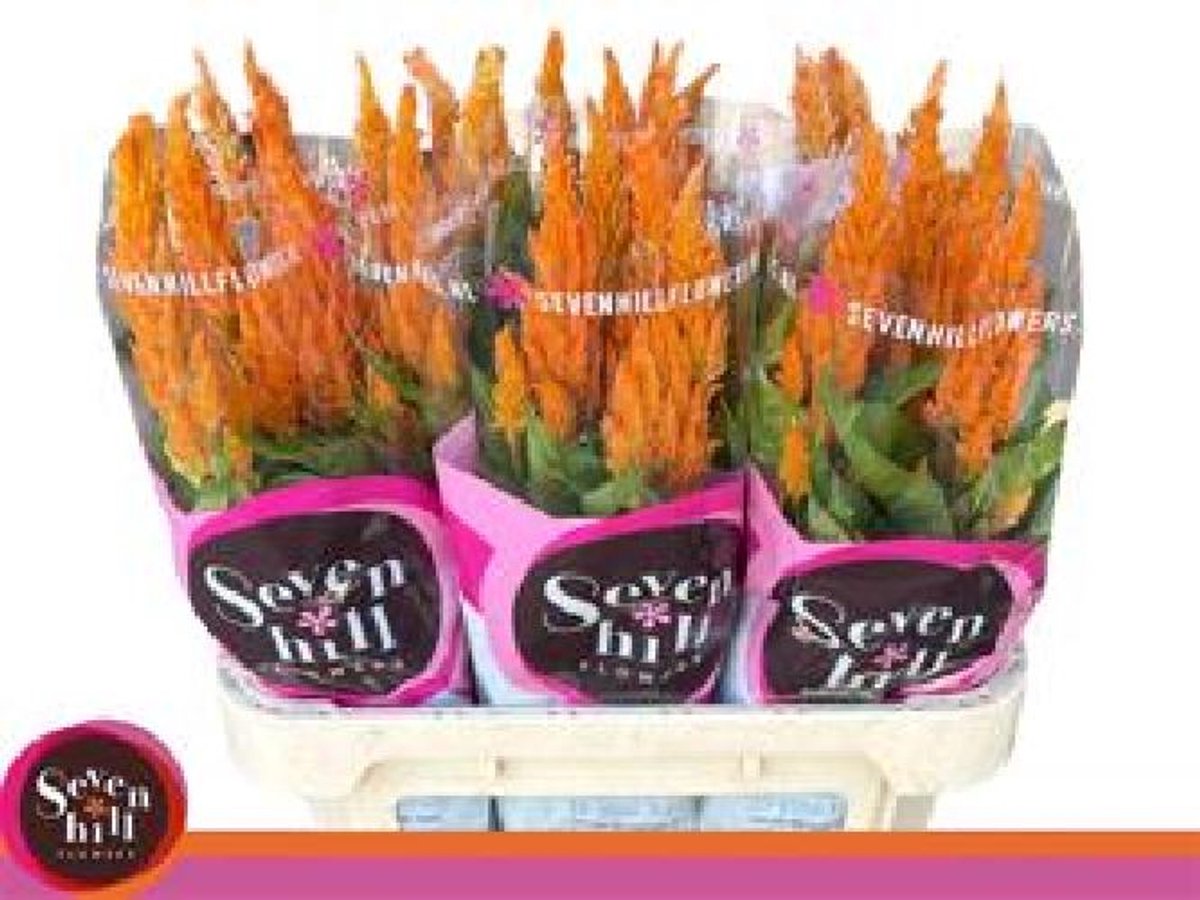 20x Cel.pl.sunday orange 80cm