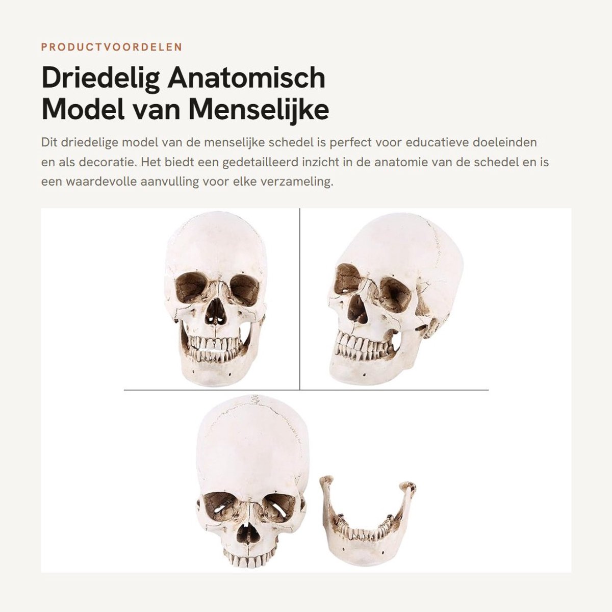 Dailygoods- Schedel Replica - Driedelig Model - Anatomisch Model - Schedel Decoratie - Menselijke Schedel - Perfect voor Woondecoratie