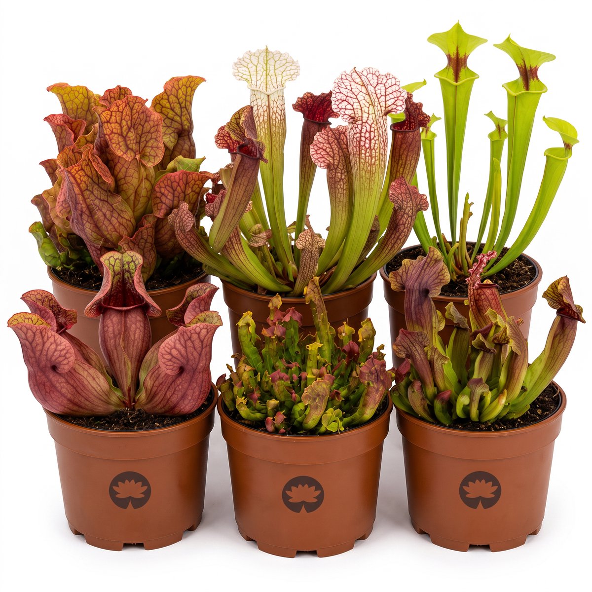vdvelde.com - Set van 6 vleesetende planten - 3 soorten Sarracenia - Ø 9 cm, hoogte ca. 20 cm - Vleesetende kamerplanten tegen insecten - Onderhoudsvriendelijk zonder chemicaliën