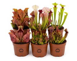 vdvelde.com - Set van 6 vleesetende planten - 3 soorten Sarracenia - Ø 9 cm, hoogte ca. 20 cm - Vleesetende kamerplanten tegen insecten - Onderhoudsvriendelijk zonder chemicaliën