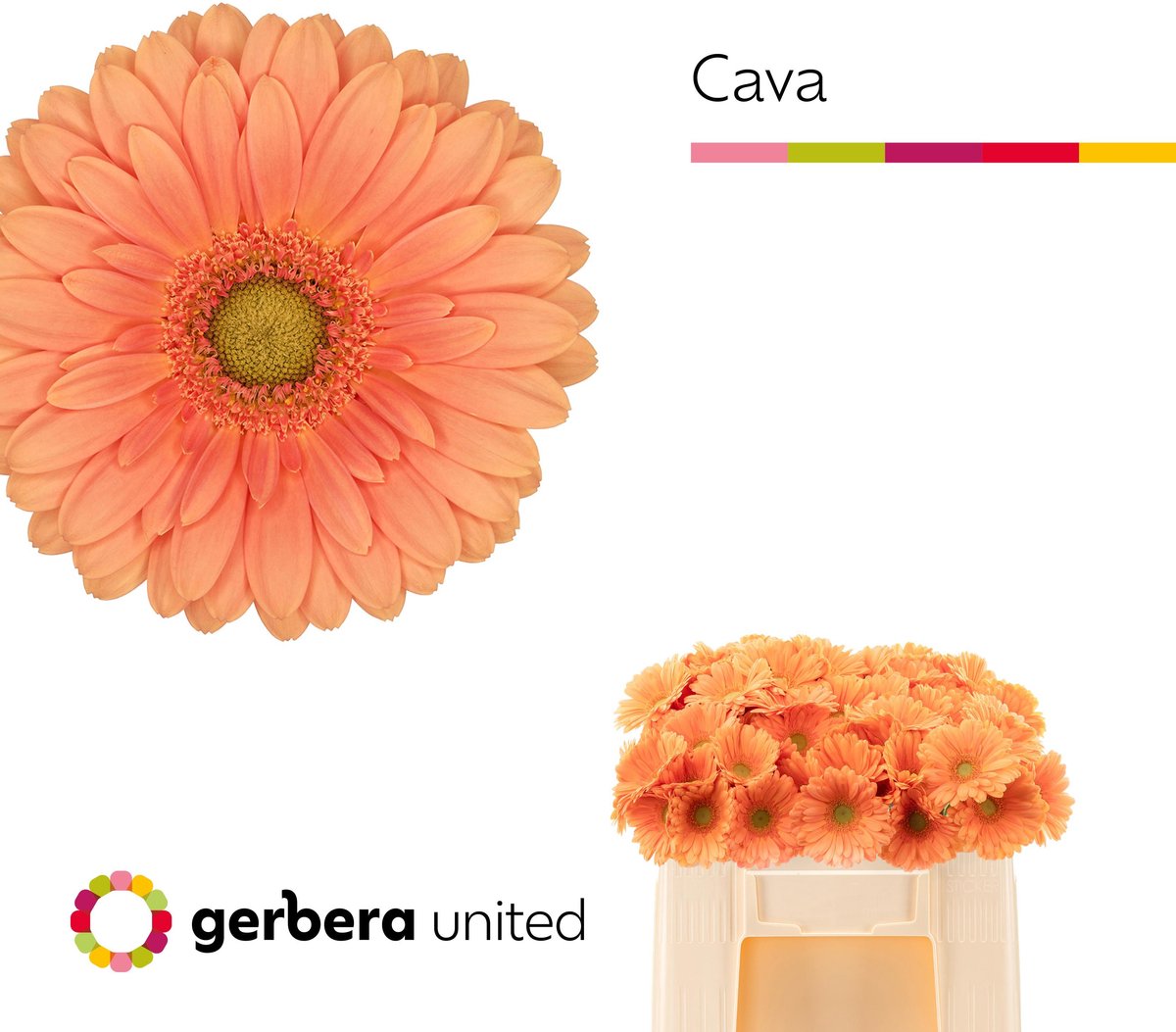 20x Germ.cava 50cm