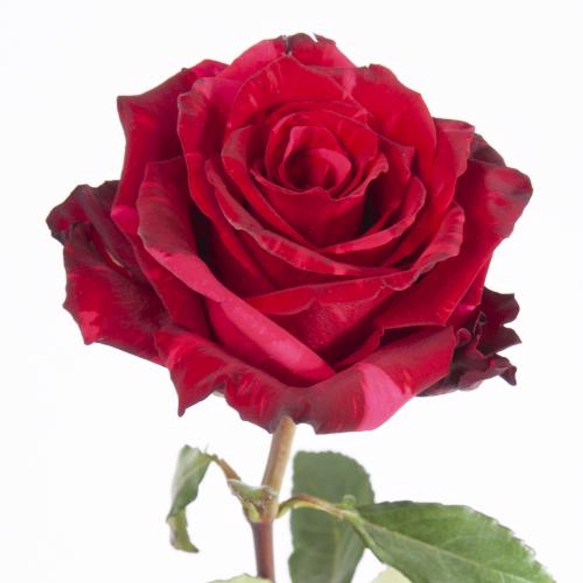 25x Rosa red panther 70cm