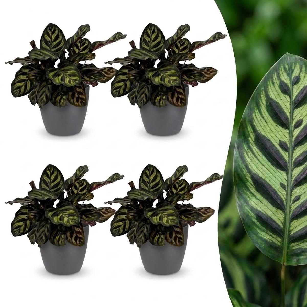 Green boutiQ - Calathea Makoyana - Pauwenplant - 4 Planten - met Potter Grijs - Pot 12cm - Hoogte - 25cm
