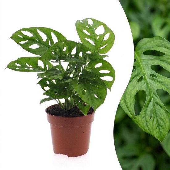 Green boutiQ - Monstera Adansonii - Rhaphidophora Tetrasperma - 1 Plant - Pot 12cm - Hoogte - 25cm