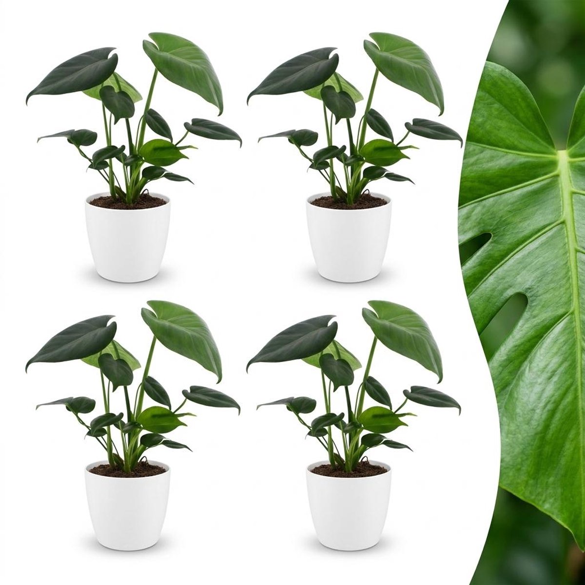 Green boutiQ - Monstera Deliciosa - Gatenplant - 4 Planten - met Potter Wit - Pot 12cm - Hoogte - 30cm