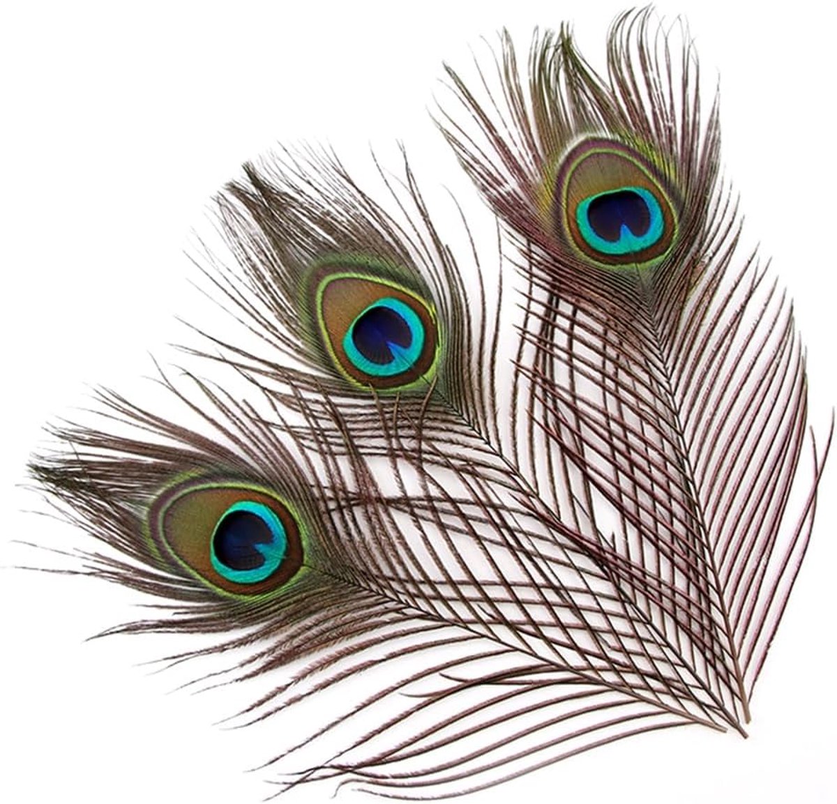 Pauwveertjes 10-12 Inch - Natuurlijke decoratie - Pack van 10 - Voor trouwtafel centerpiece - ShopVlot