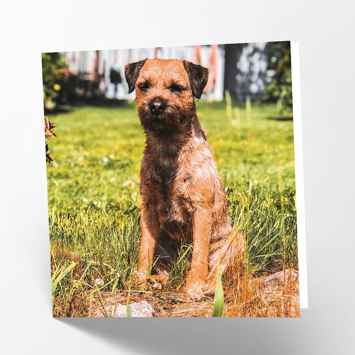 Maturi Blank greeting card with border terrier dog image - ShopVlot