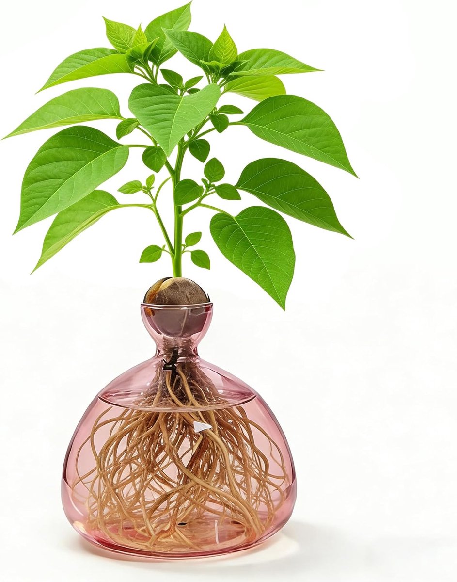 Vazen, kweekglas voor avocado's en kastanjes, glazen avocado-boom bloemenvazen, hydrocultuur glazen vaas voor bloemen, voor decoratie, bruiloft, tafel, woonkamer, salontafel