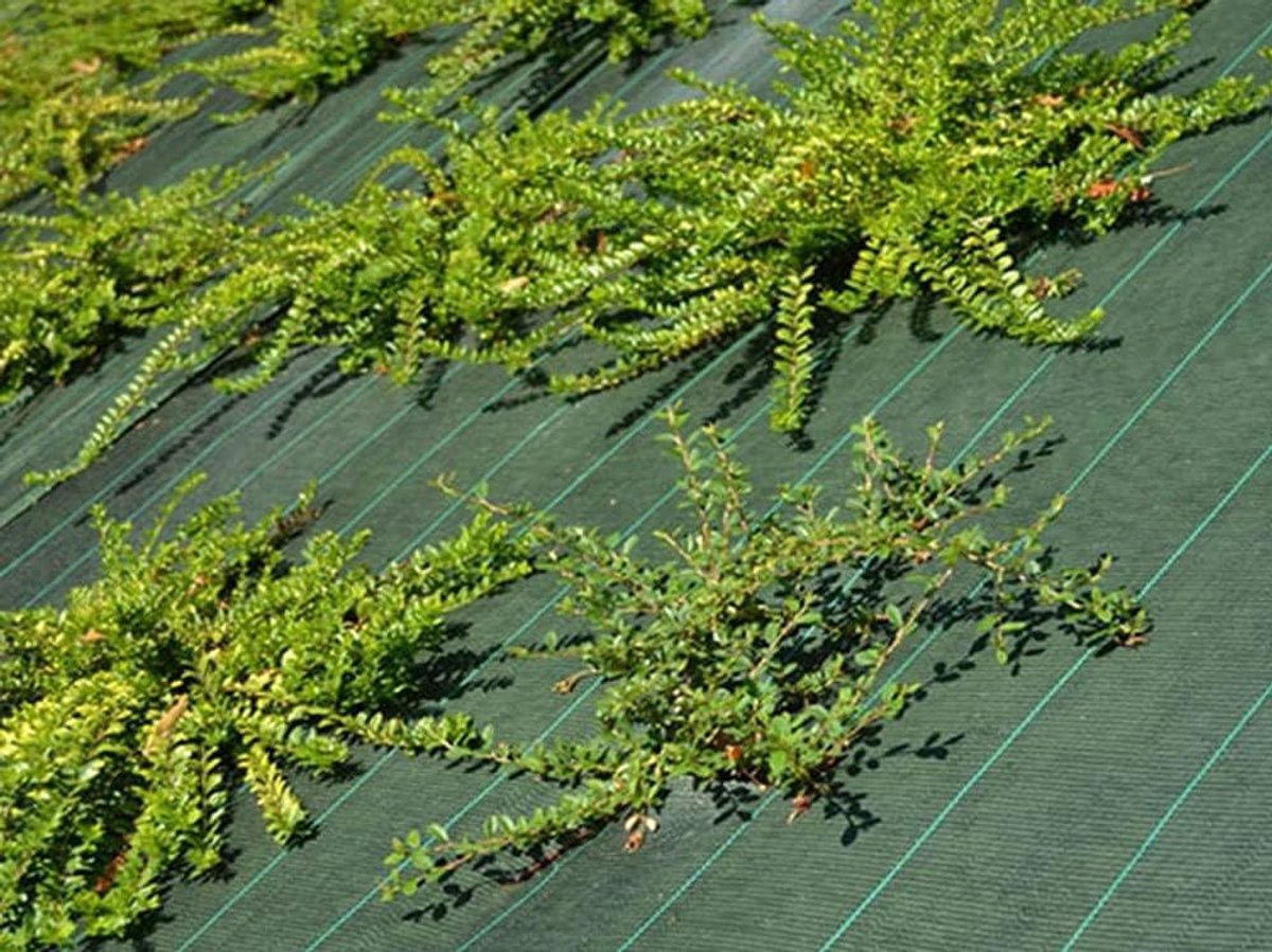 Gronddoek - Mulchdoek Bodemdoek - Onkruid Vrij Houden - Water en Lucht Doorlatend - 2.10 x 5m - Groen