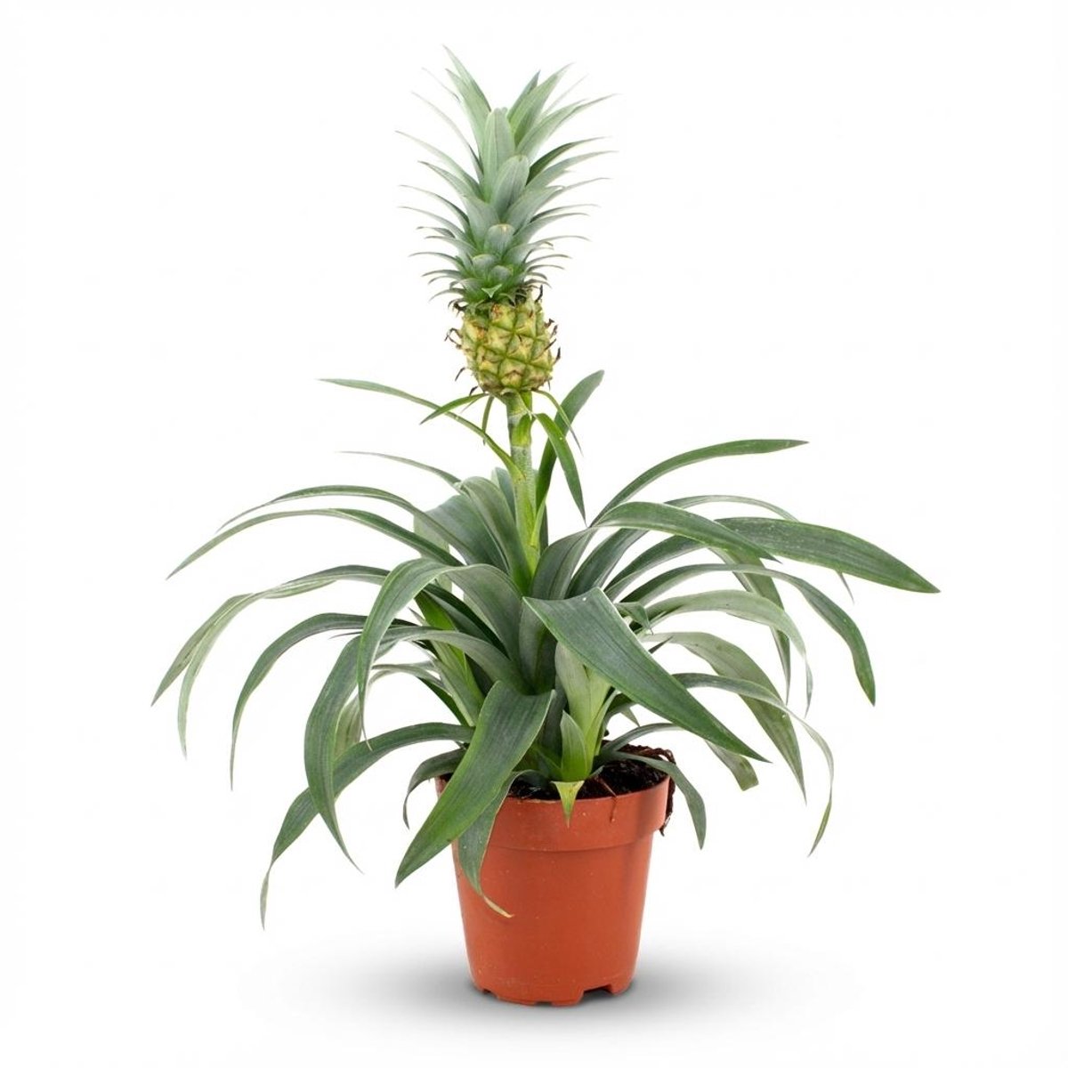 Ananasplant Mi Amigo - Ø 12 cm - Hoogte: 35 - 40 cm