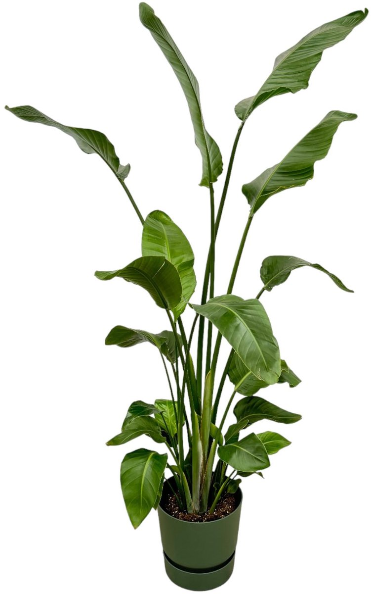 Strelitzia Nicolai inclusief elho Greenville Round groen - 170 cm - Ø30