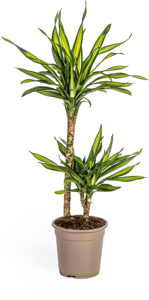 Dracaena Deremensis Rikki Ø19cm - 70 - 90cm