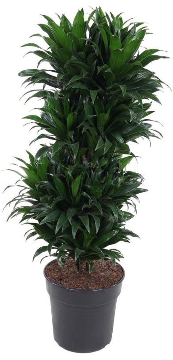 Dracaena Compacta Vertakt P27 - Ø27cm - 100cm