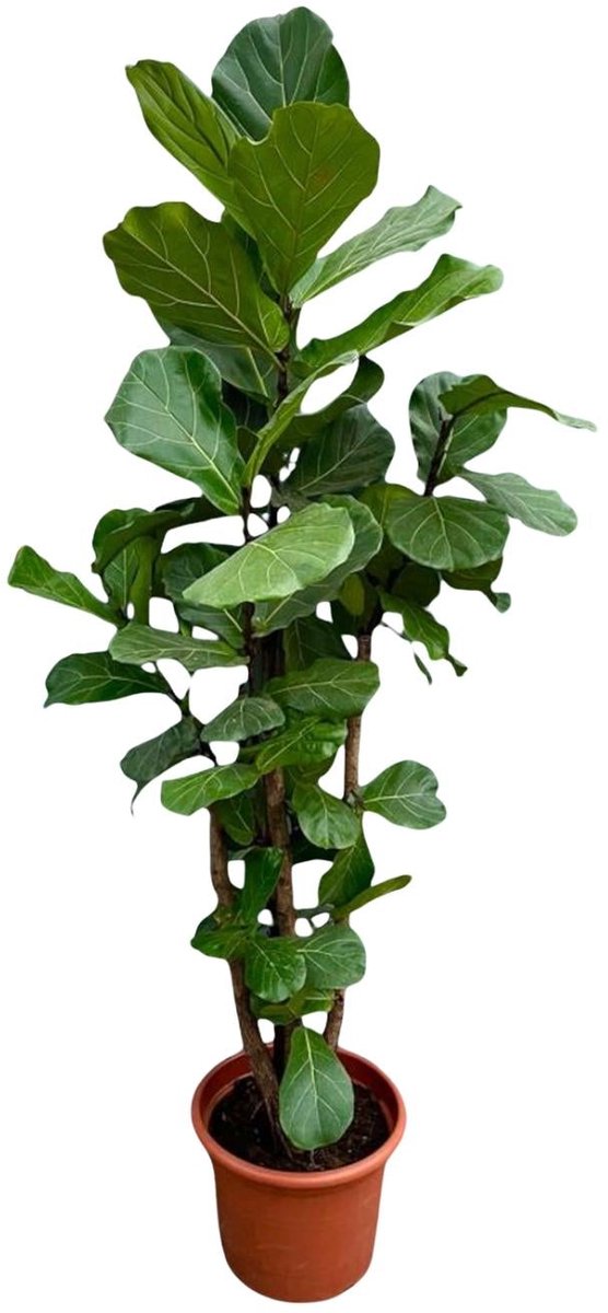 Ficus Lyrata vertakt XXL - 200cm - ø45-50 cm