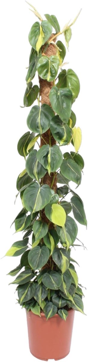 Philodendron Scandens Brasil mosstok - 150 cm - ø27