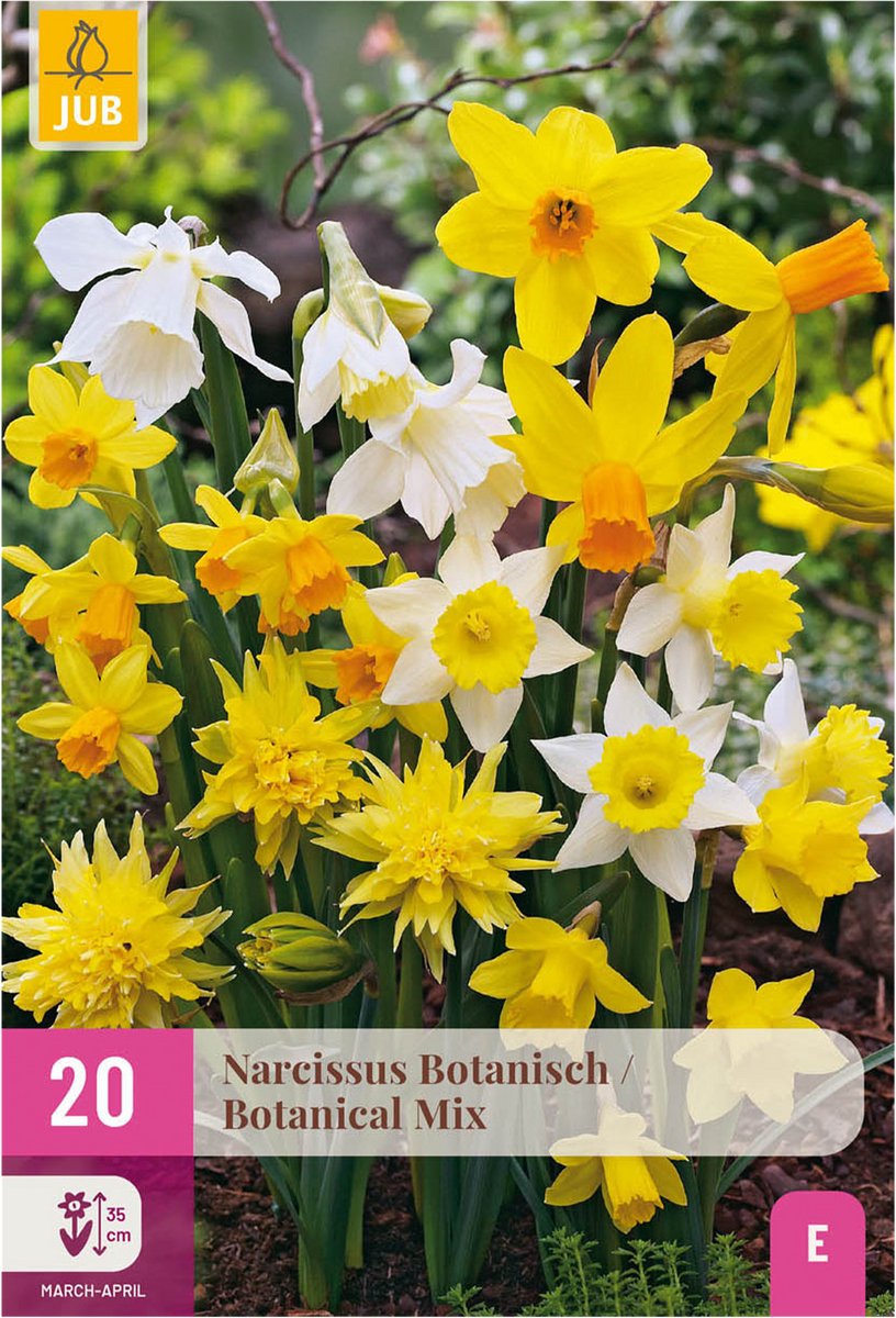 Bloembollen - Narcis Botanical mix - Kleur Geel en Wit - 20 stuks - Bolmaat 10/12 - XXL Pack