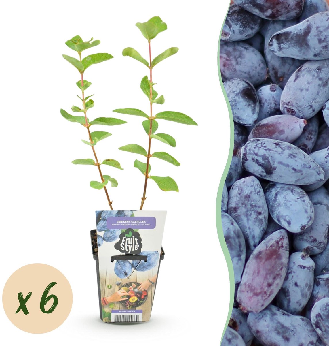 Fruitplanten - Honingbes - Lonicera caerulea Kamtschatica - Winterhard - 6 Planten - Pot 9 cm - Blauw Bes