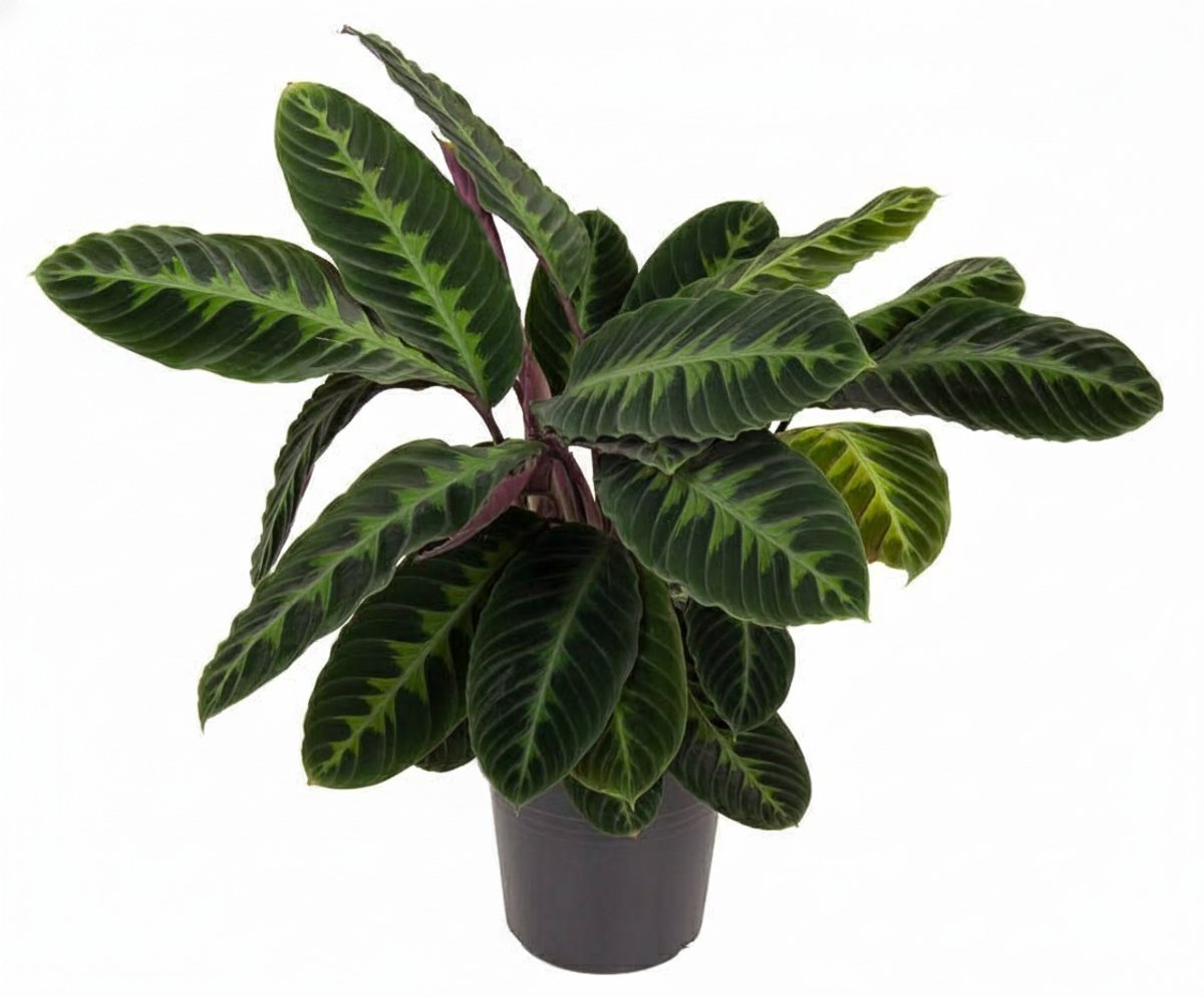 Calathea Warscewiczii - 90 cm - Ø24
