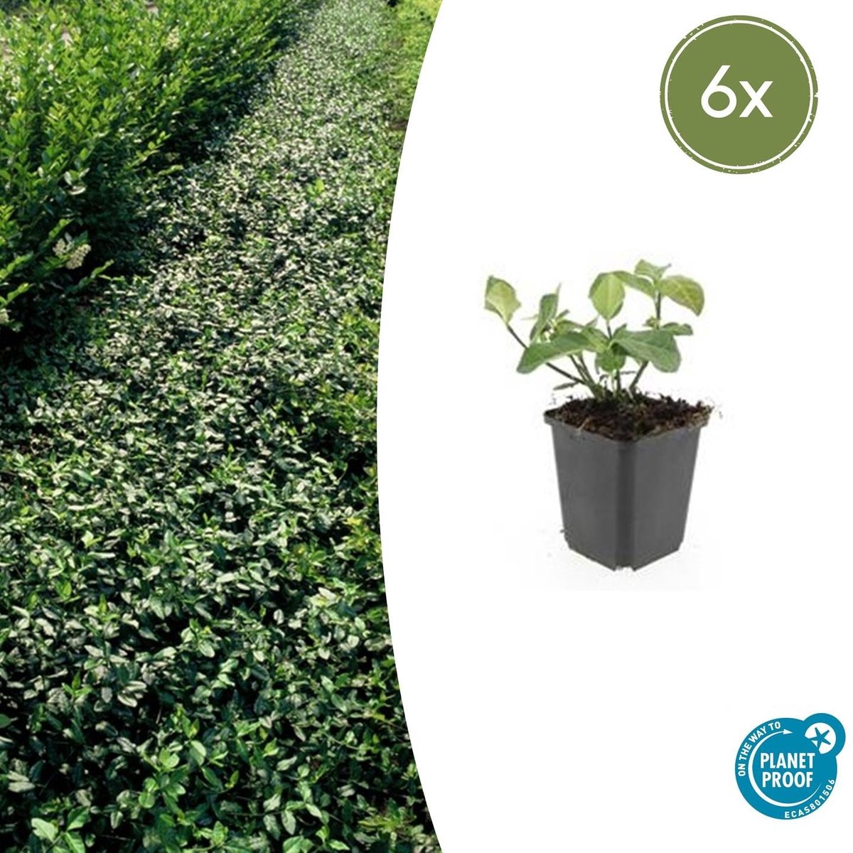 6x Euonymus fort. 'Dart's Blanket' - 10-25cm - Ø9cm