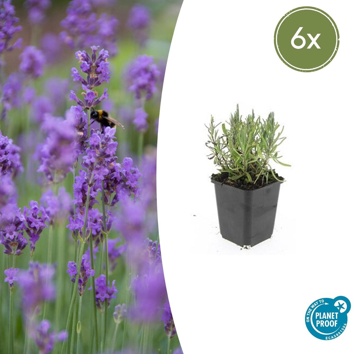 6x Lavandula ang. 'Munstead' - 10-25cm - Ø9cm