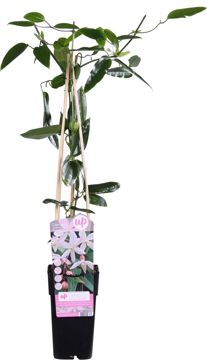 Clematis armandii Apple Blossom - Groenblijvende Clematis Lichtroze - Ø15cm - 65cm