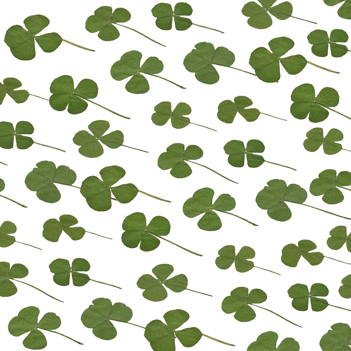 Drogen bloemen 30 stuks - vierbladige klaver - natuurlijke geperste bloemen - perfect voor ambacht en sieraden - ShopVlot