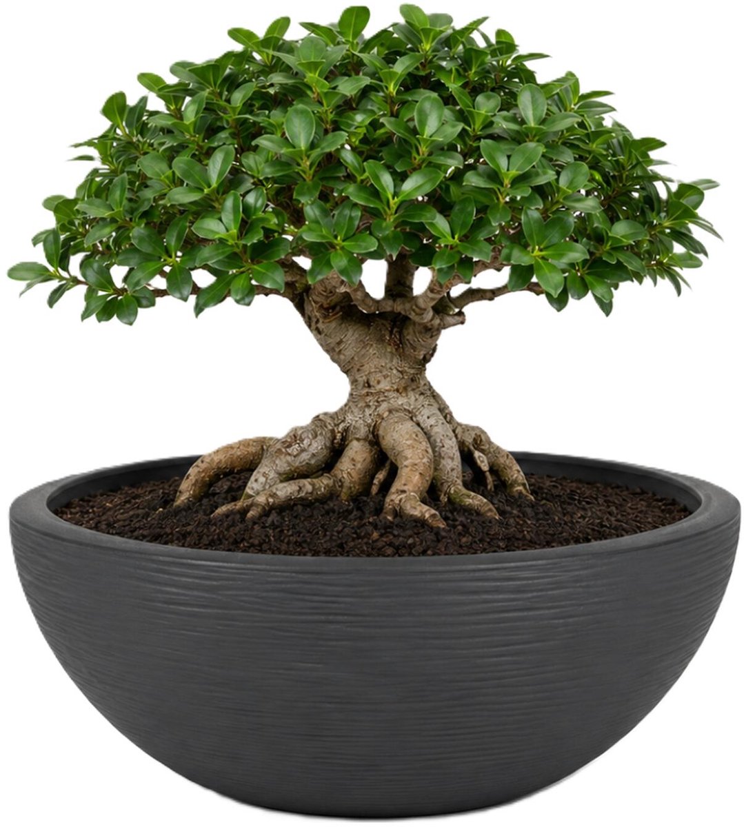 EDA Bloempot / plantenpot schaal Graphit - rond - kunststof - antraciet - D40 x H17 cm