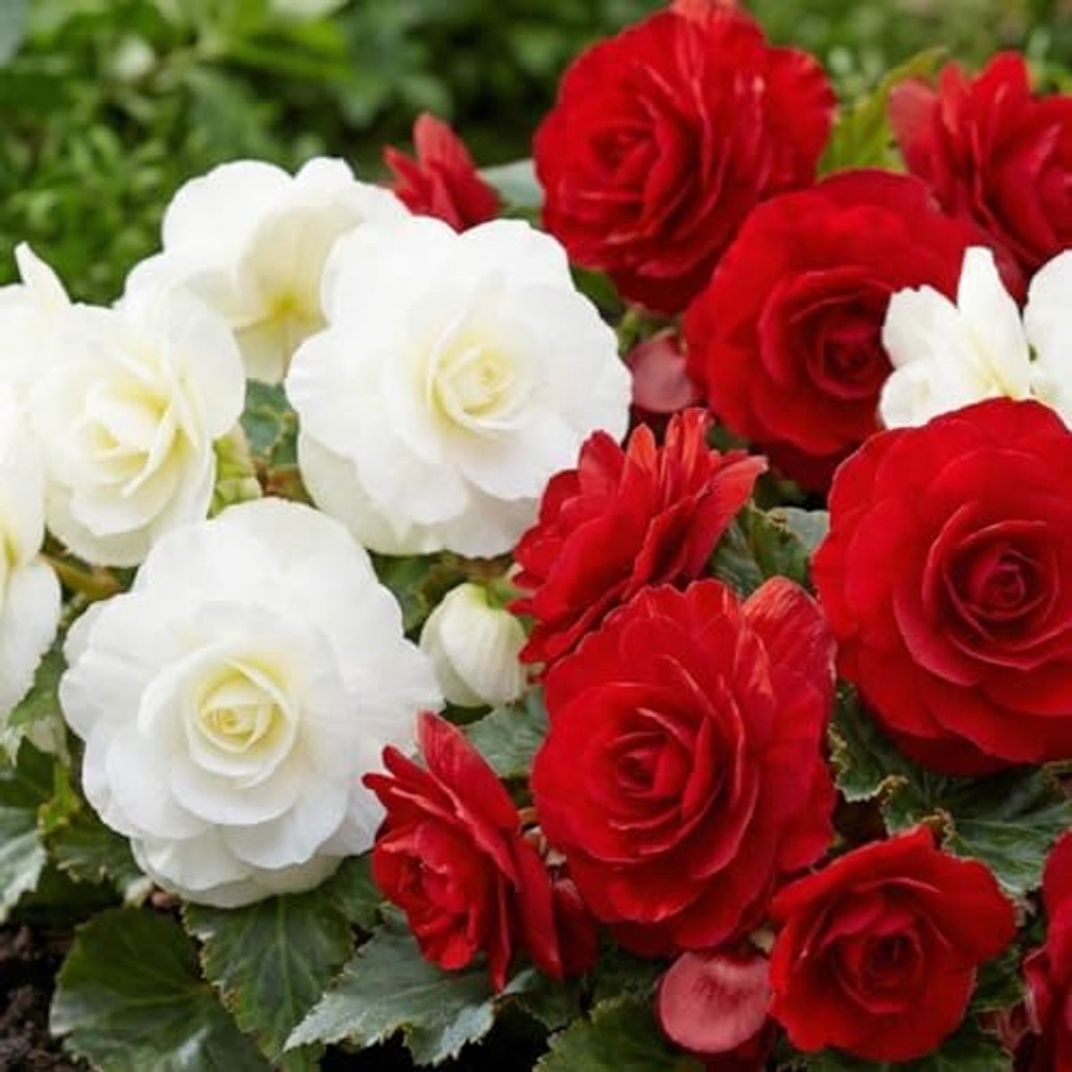 SnelShoppen - Collectie Rode en Witte Begonia Bollen - 5 Dubbele Begonia Knollen uit Nederland - Echte Grote Begoniaplanten voor Potten en Balkons - N